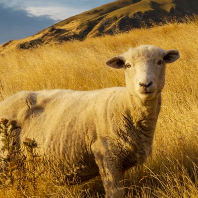 nz culture- exchange student in New Zealand