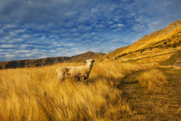 sheep